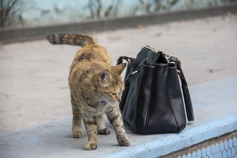 Street cat Stock Photos