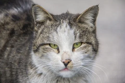 Street cat Stock Photos
