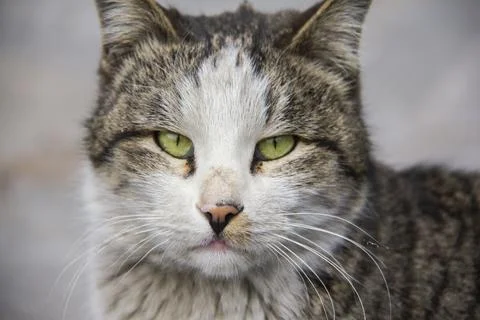 Street cat Stock Photos