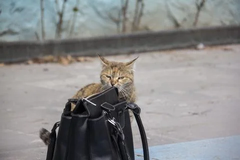 Street cat Stock Photos