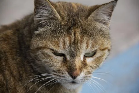 Street cat Stock Photos