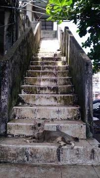 Street cat Stock Photos