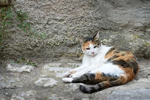 Street cat Stock Photos