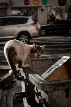 Street Cat Foto stock