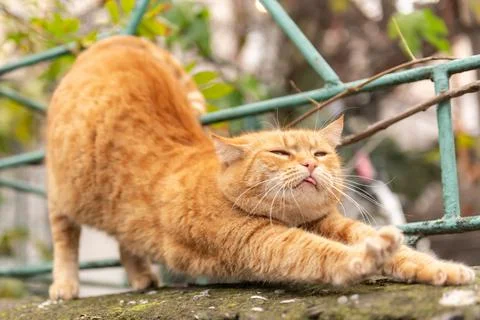 Street cat posing Stock Photos