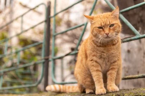 Street cat posing Stock Photos