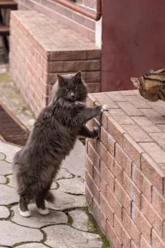 Street cat posing Stock Photos