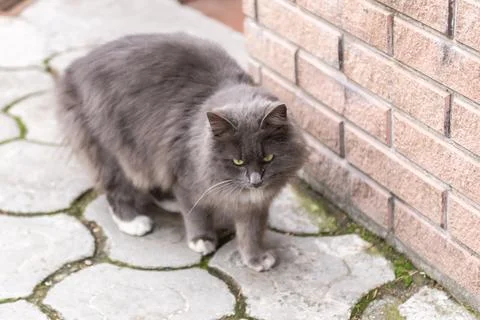 Street cat posing Stock Photos