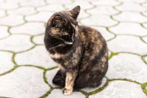 Street cat posing Stock Photos
