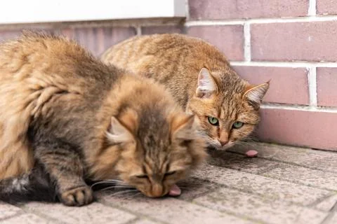 Street cat posing Stock Photos