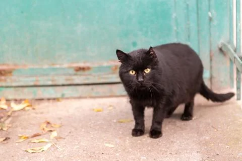 Street cat posing Stock Photos