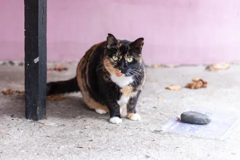 Street cat posing Stock Photos