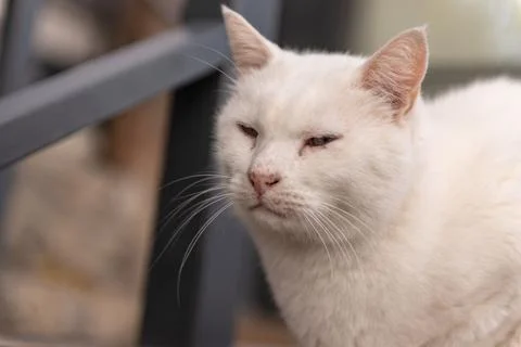 Street cat posing Stock Photos