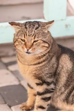 Street cat posing Stock Photos