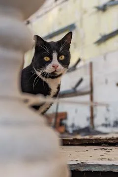 Street cat posing Stock Photos