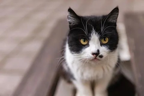 Street cat posing Stock Photos
