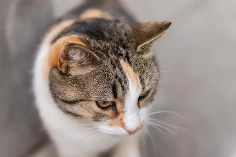Street cat posing Stock Photos