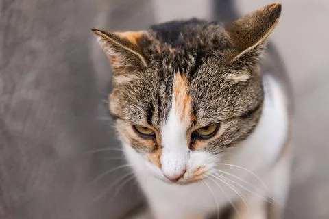 Street cat posing Stock Photos