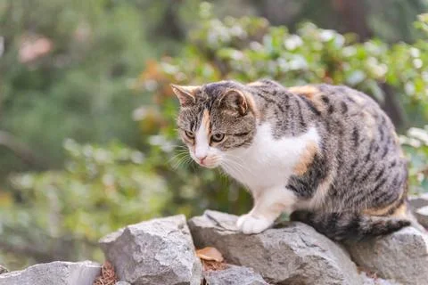 Street cat posing Stock Photos