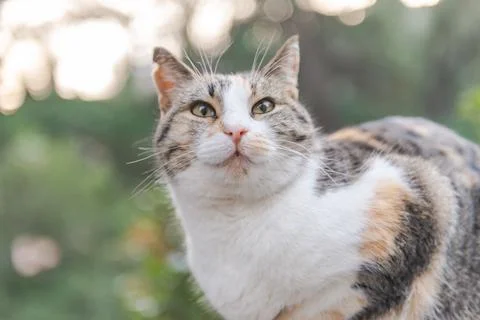 Street cat posing Stock Photos