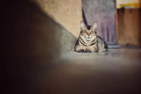 A street cat is resting while looking ahead Stock Photos