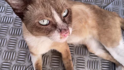 Street cat sits on scratching in living on a textured aluminum metal floor Stock Footage 328341753