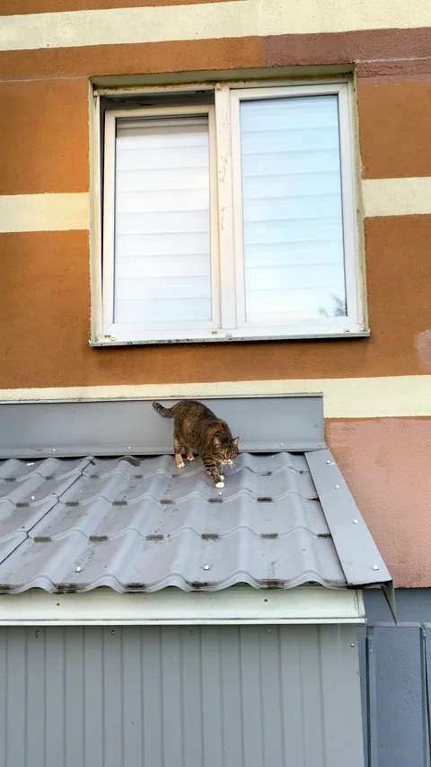 A street cat sits on a window. Vertical video Stock Footage 281345579