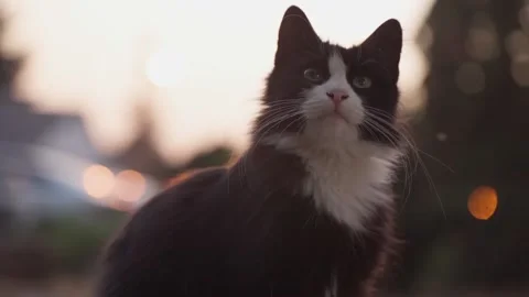 Street cat sitting on the ground Stock Footage 141737160