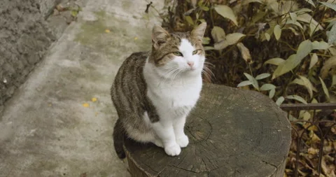 Street cat sitting on a tree stump close-up top view Stock Footage 143418304