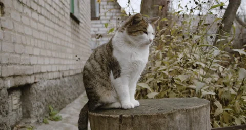 Street cat sitting on a tree stump close-up Stock Footage 143418696