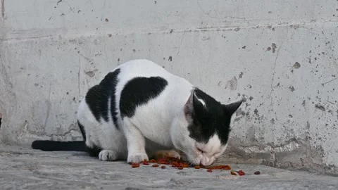 Street cat under the wall fed with food Stock Footage 294954251