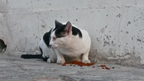 Street cat under the wall fed with food Stock Footage 294954256