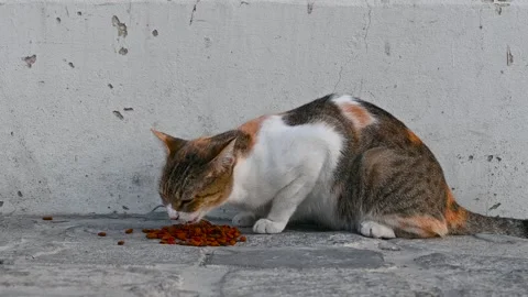 Street cat under the wall fed with food Stock Footage 294954706