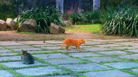 A street cat walking along a spring path. Spring Park and cats, change of season Stock Footage 340207879