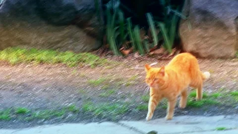 A street cat walking along a spring path. Spring Park and cats, change of season Vidéo 340207888