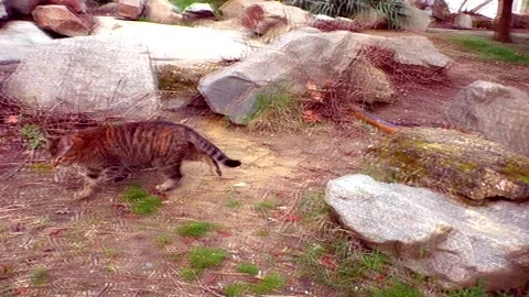 A street cat walking Stock Footage 301231188