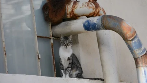 Street cat on the window near rusty pipes  Stock-Footage 280791982