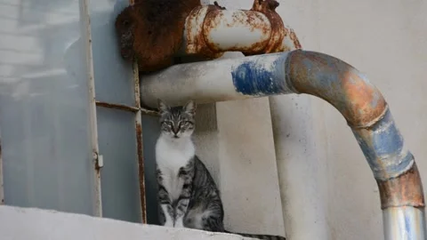 Street cat on the window near rusty pipes  Видео 280791985