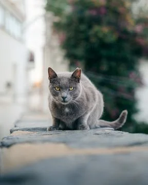 A street cat without trust posing for photography Stock Photos