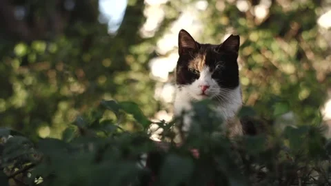 Street-cat13 Stock Footage 335763119