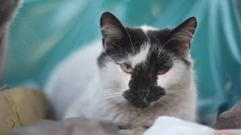 Street-cat5 Stock Footage 335763509