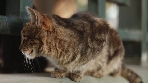 Street-cat6 Stock Footage 335763372