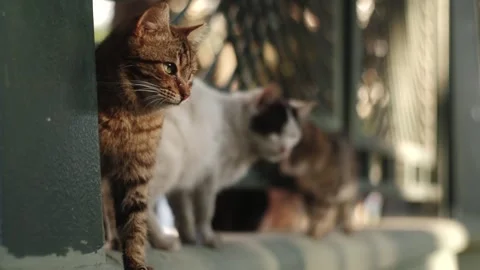 Street-cat8 Stock Footage 335763356