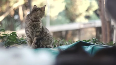 Street-cats-2 Stock Footage 335763576