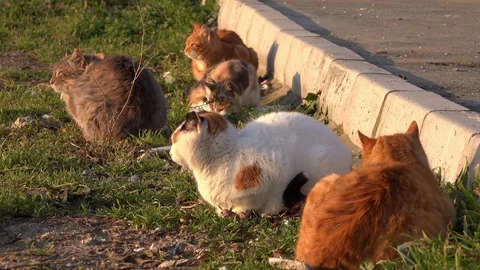 Street cats basking in the sun Stock Footage 71763832