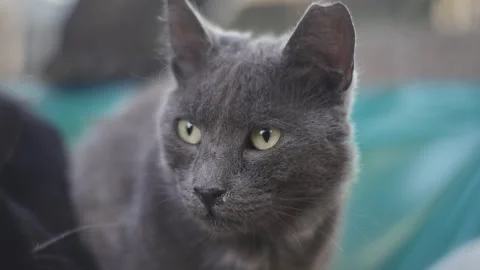 Street-cats-black Stock Footage 335763569