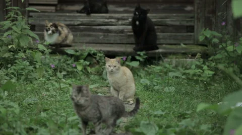 Street cats Stock Footage 53453803