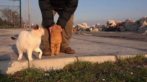Street cats Stock Footage 72124321