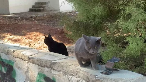 Street cats Stock Footage 219414196