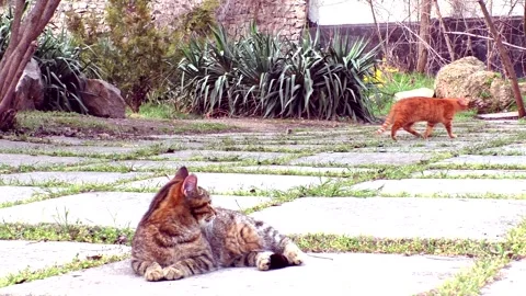 A street cats Stock Footage 301231830